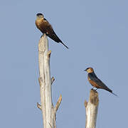 Mosque Swallow