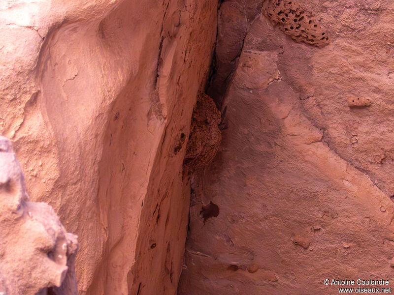 Pale Crag Martinadult, Reproduction-nesting