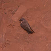 Pale Crag Martin