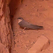 Pale Crag Martin