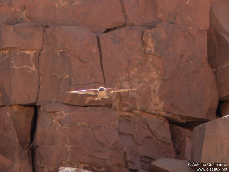 Pale Crag Martinadult, Flight