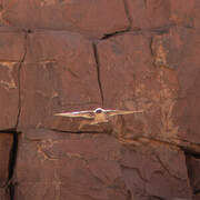 Pale Crag Martin