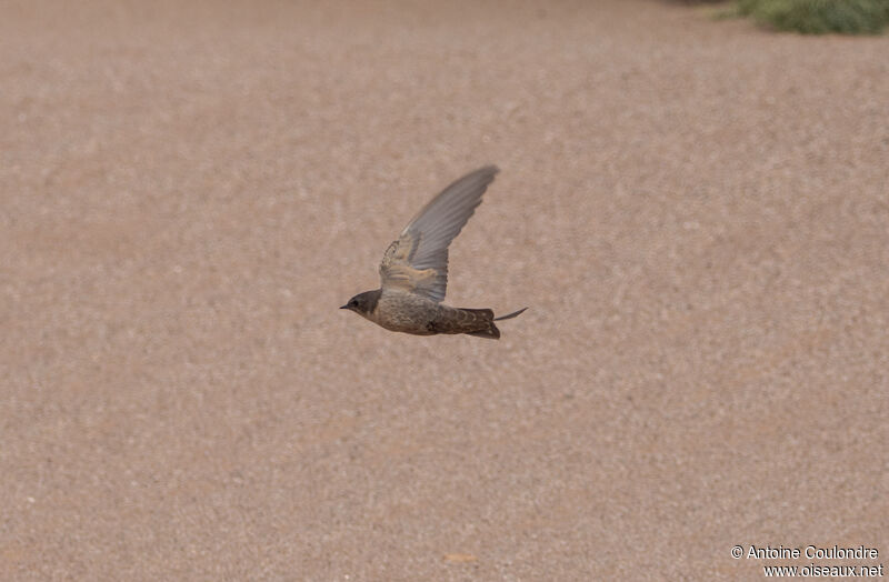 Large Rock Martinadult, Flight