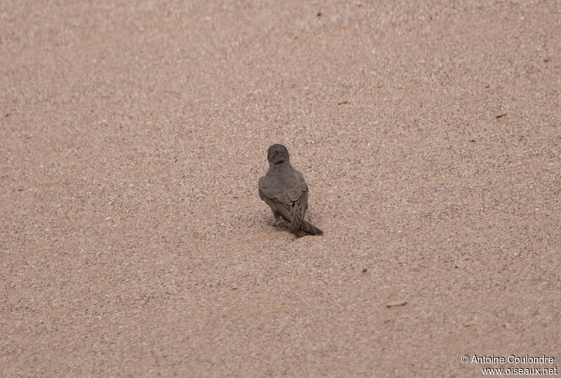 Hirondelle isabellineadulte