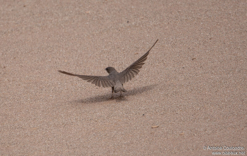 Hirondelle isabellineadulte