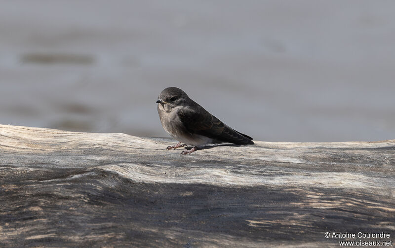 Hirondelle paludicoleadulte