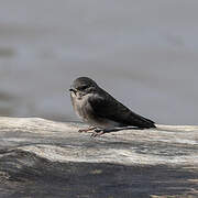 Brown-throated Martin