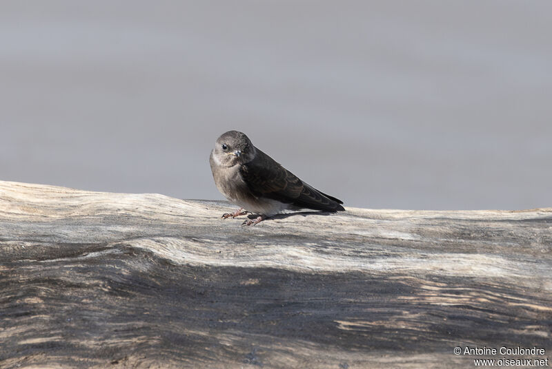 Brown-throated Martinadult