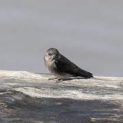 Brown-throated Martin