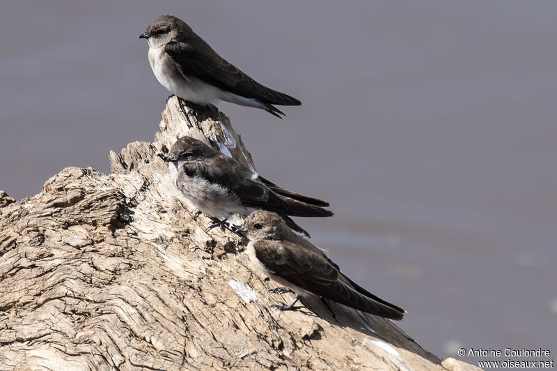 Brown-throated Martin