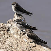 Brown-throated Martin