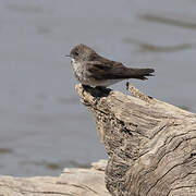 Brown-throated Martin