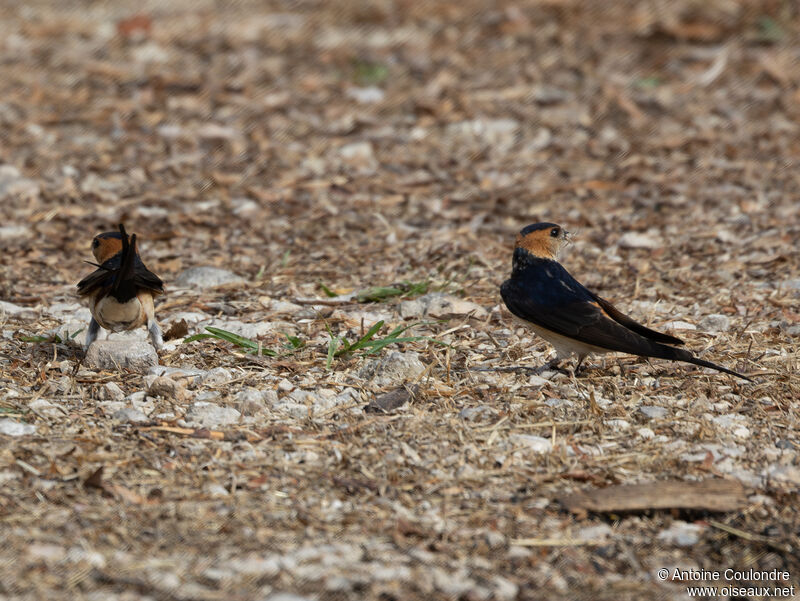 Hirondelle rousselineadulte