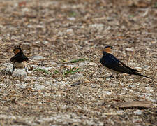 Red-rumped Swallow