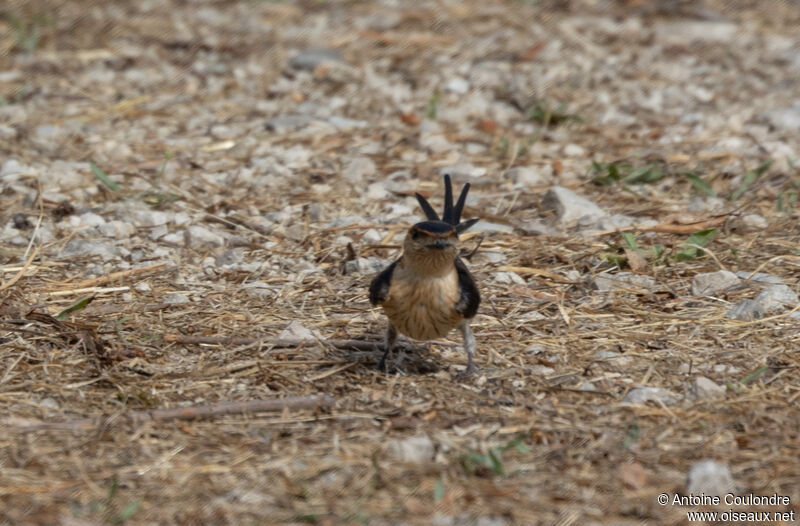 Hirondelle rousselineadulte