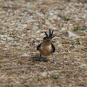 European Red-rumped Swallow