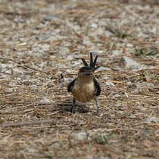 Hirondelle rousseline