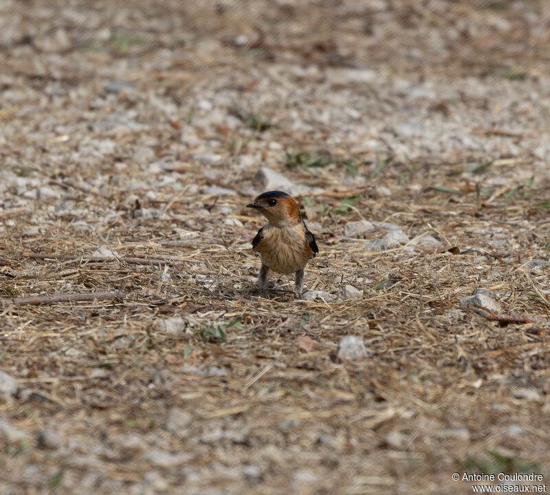 Hirondelle rousselineadulte