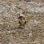 European Red-rumped Swallow