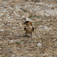 Hirondelle rousseline