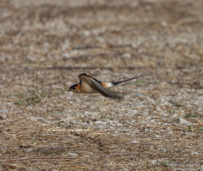 Hirondelle rousselineadulte, Vol