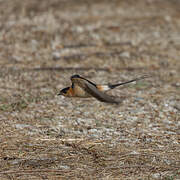 Red-rumped Swallow