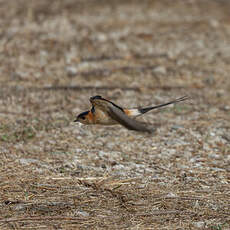 Hirondelle rousseline