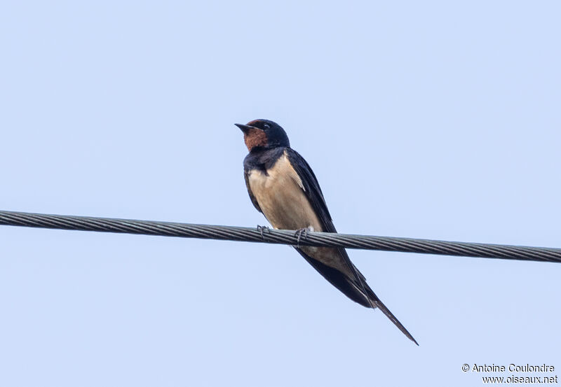 Barn Swallowadult