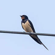 Barn Swallow