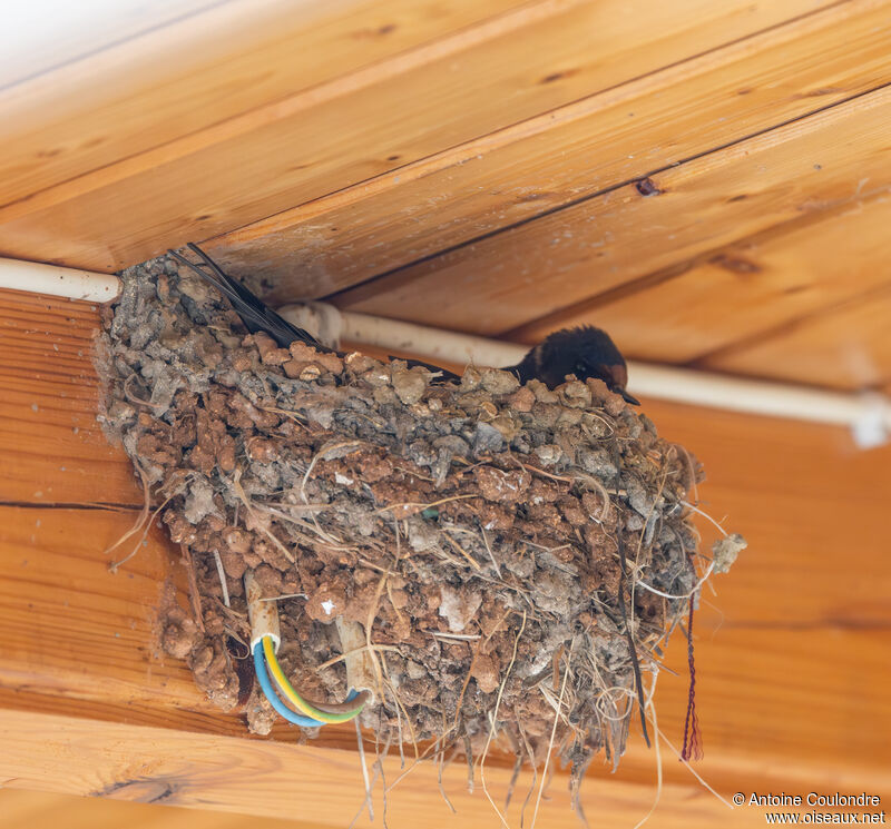 Barn Swallowadult, Reproduction-nesting