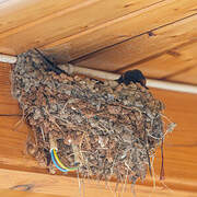 Barn Swallow