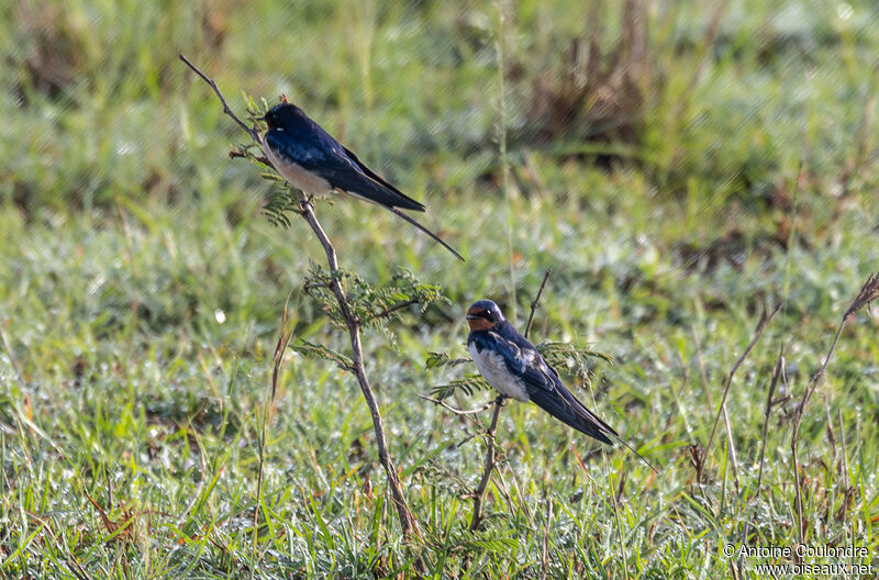 Hirondelle rustiqueadulte