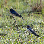 Hirondelle rustique