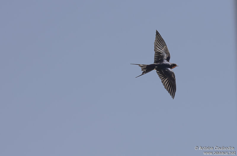 Barn Swallowadult, Flight