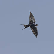 Barn Swallow