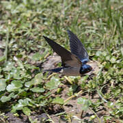 Barn Swallow