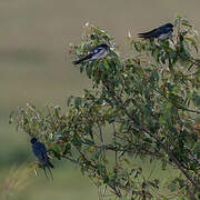 Barn Swallow