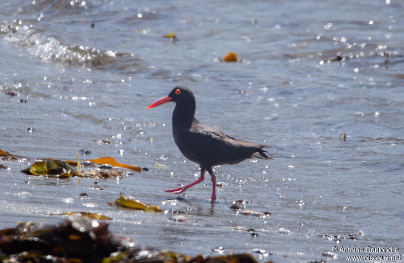 African Oystercatcheradult, fishing/hunting