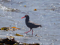 African Oystercatcher