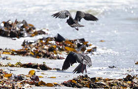 African Oystercatcher