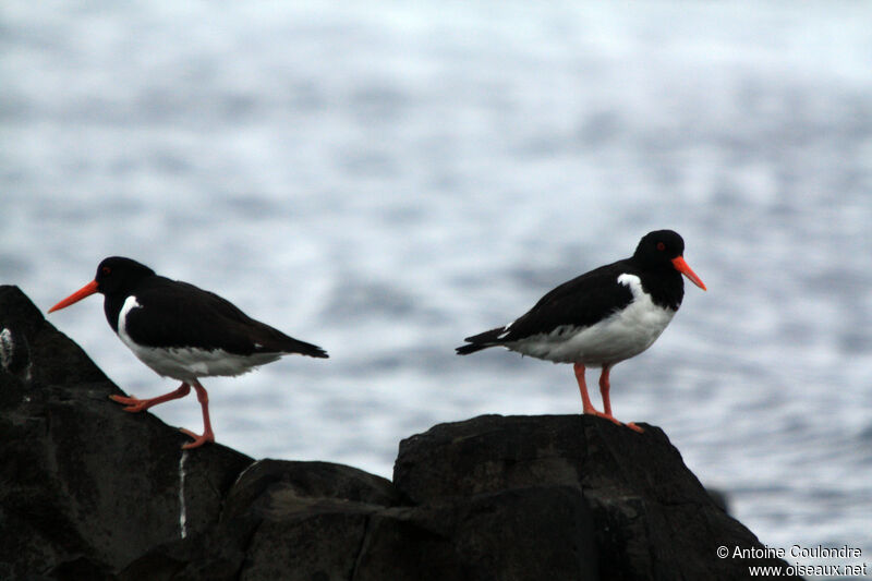 Eurasian Oystercatcheradult post breeding, eats