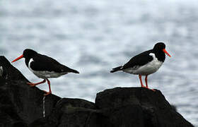 Eurasian Oystercatcher