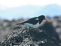 Eurasian Oystercatcher