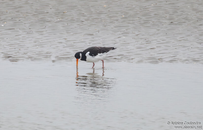 Eurasian Oystercatcheradult post breeding, eats