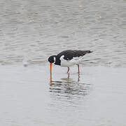 Eurasian Oystercatcher