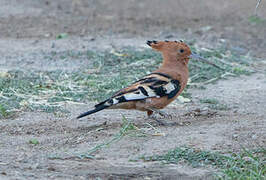 African Hoopoe