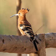 African Hoopoe