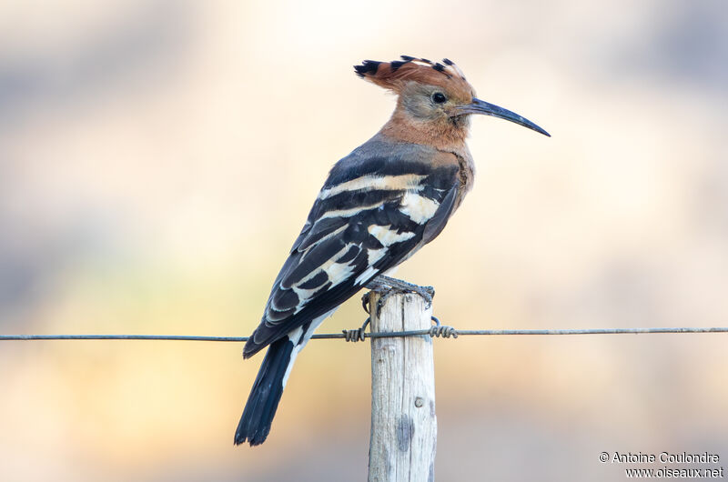 African Hoopoeadult