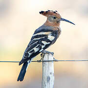 African Hoopoe