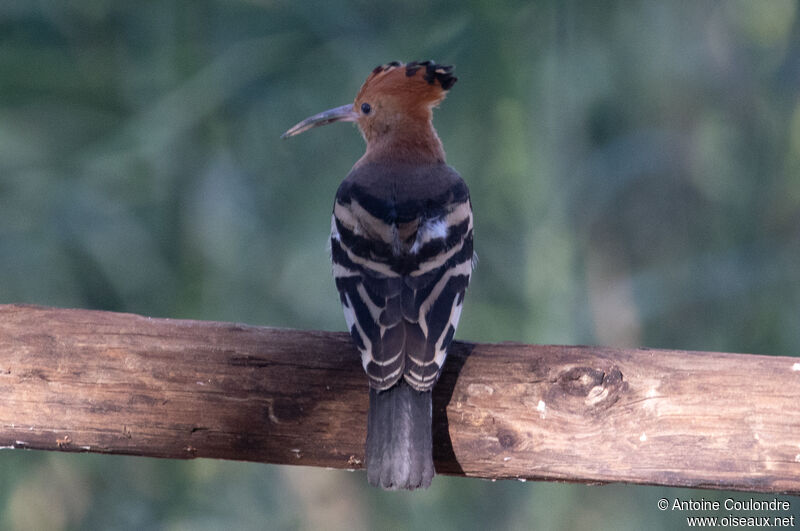 African Hoopoeadult